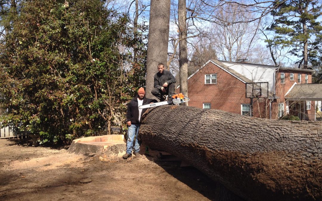 Residential Tree Removal in Knoxville