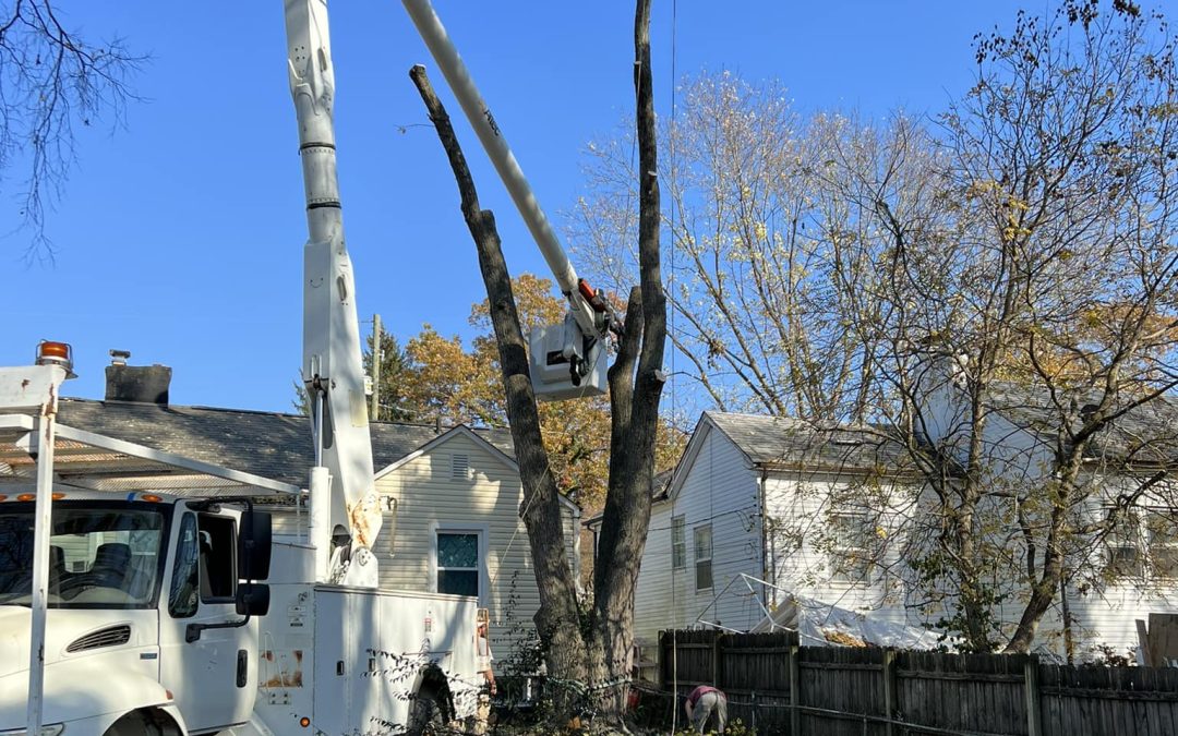 Crane-Assisted Tree Removal in Tight Knoxville Backyard