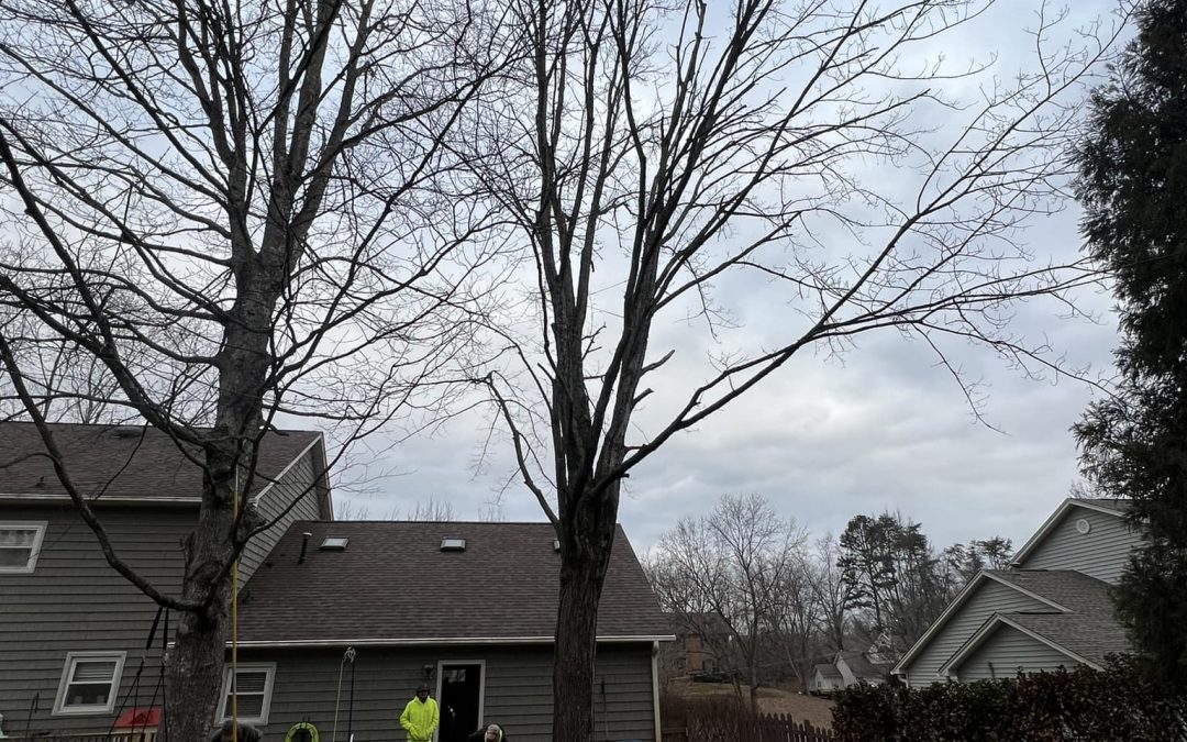 Backyard Tree Removal for a Safer Space in Knoxville