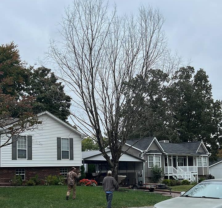 Residential Dead Maple Tree Removal