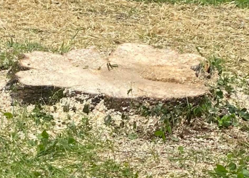 Residential Stump Grinding for a Family Yard in Knoxville