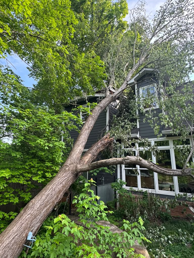 Emergency Tree Services service in Knoxville, TN
