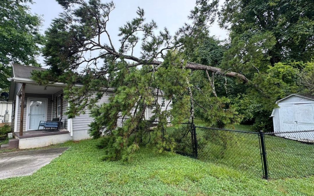 How Pro Tree of Knoxville Provided Expert Tree Removal for a Knoxville Homeowner