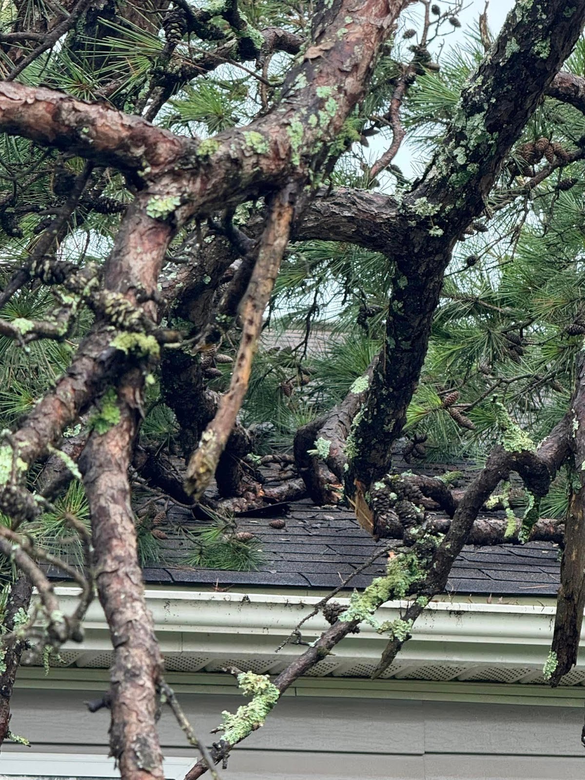 Expert Tree Removal for a Knoxville Homeowner