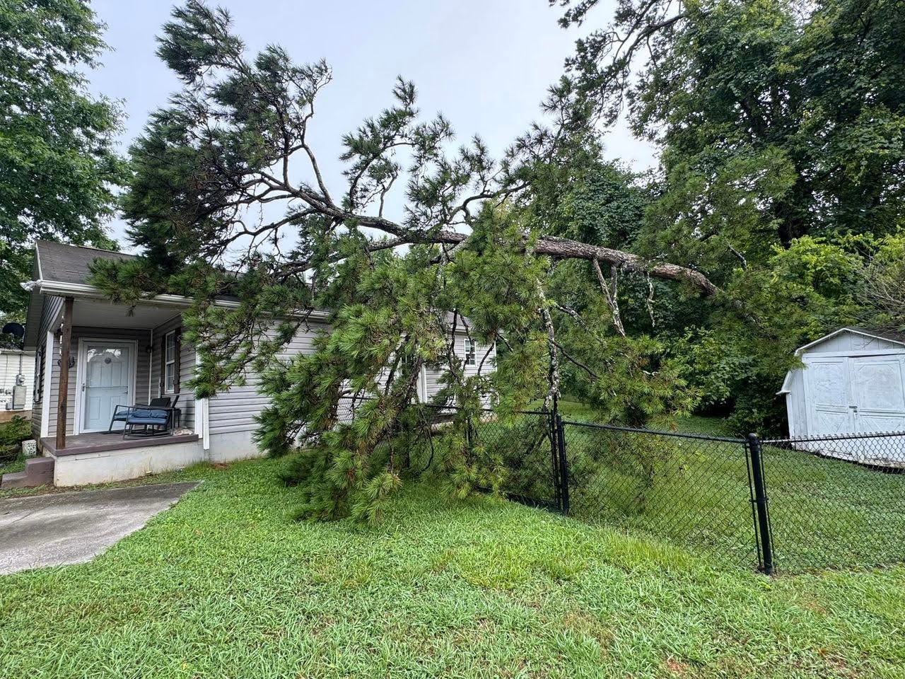 Expert Tree Removal for a Knoxville Homeowner