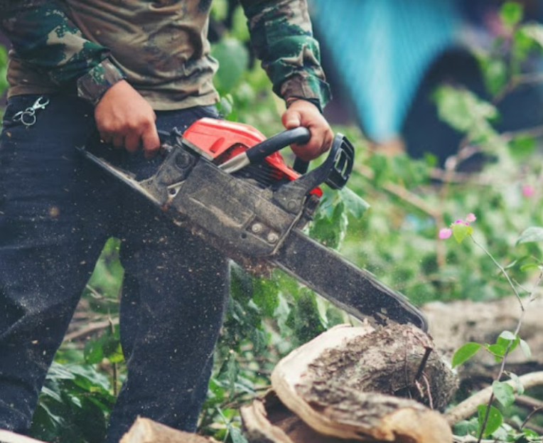 Tree Care in Knoxville, TN