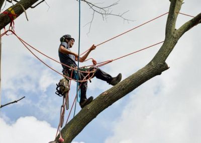 Land Clearing Removal Knoxville TN