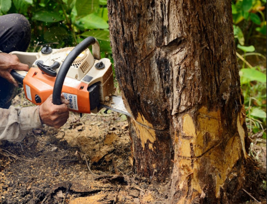 Tree Care in Oak Ridge, TN