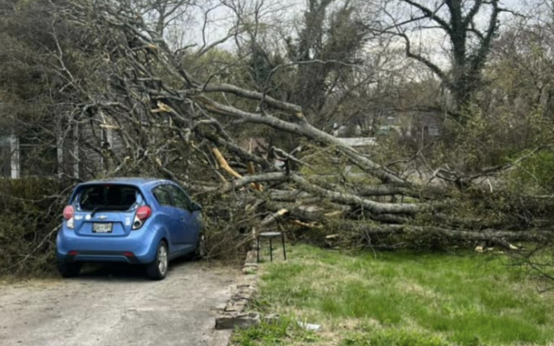 Emergency Tree Removal by Pro Tree of Knoxville in Clinton, TN