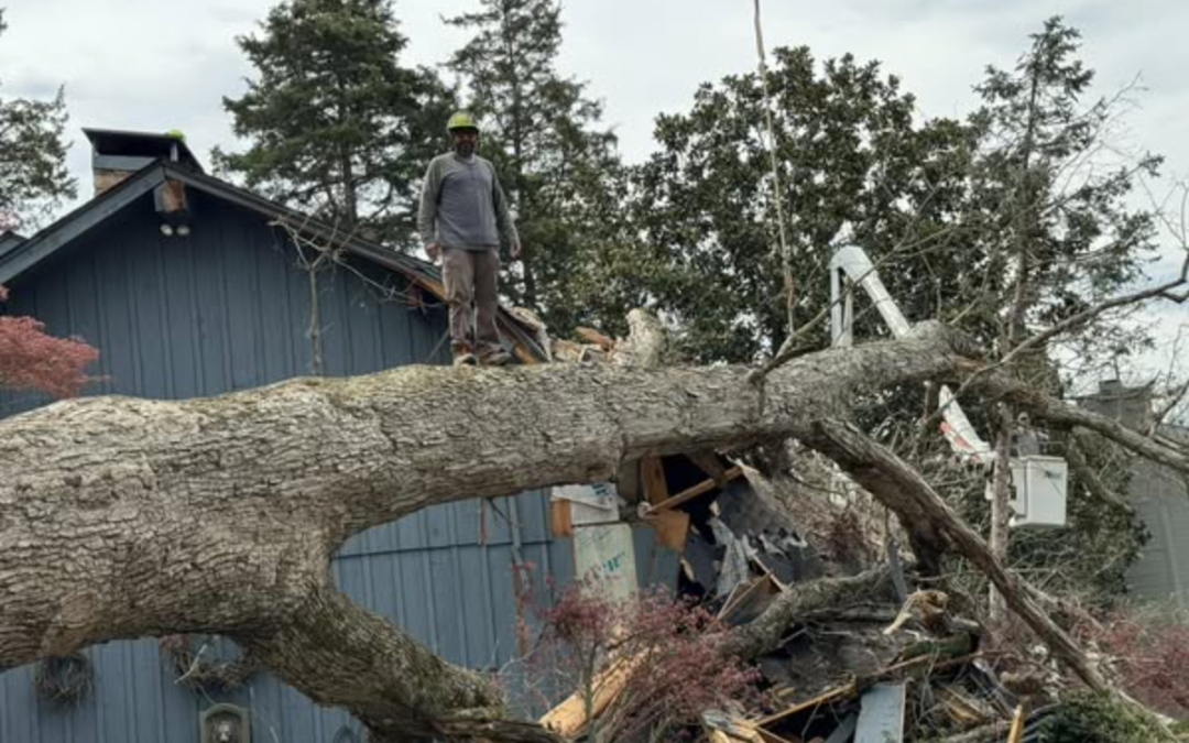 Emergency Silver Oak Tree Removal in Knoxville, TN: Pro Tree of Knoxville Restores Safety Fast