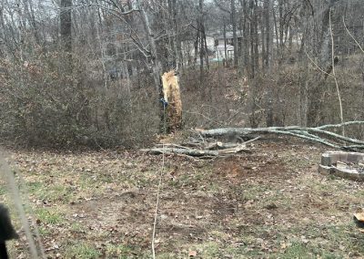Tree Hauling Removal Knoxville TN