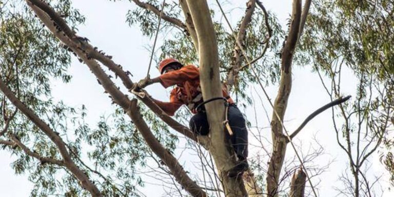 Tree Trimming & Pruning service in Knoxville, TN