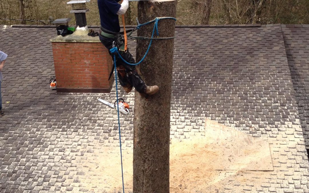 Residential Tree Removal Near House Wall in Knoxville