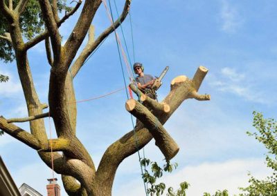 Tree Removal Clinton TN