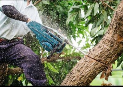 Tree Removal Dandridge TN