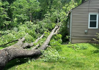 Tree Removal Jefferson City TN