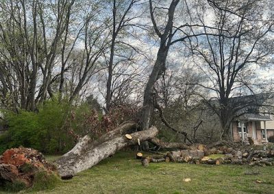 Tree Removal Knoxville TN