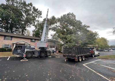 Tree Services Clinton TN
