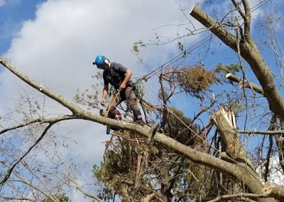 Tree Services Dandridge TN
