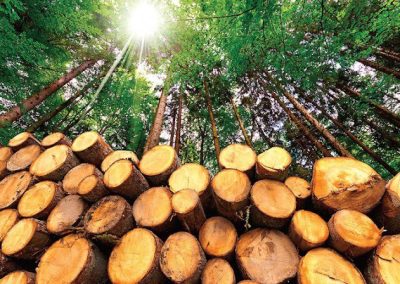 Tree Services Pigeon Forge TN