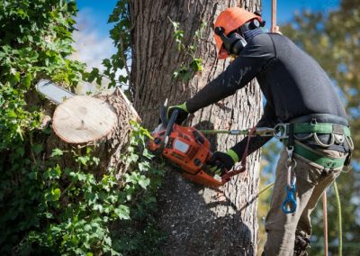 Tree Trimming Services Knoxville TN