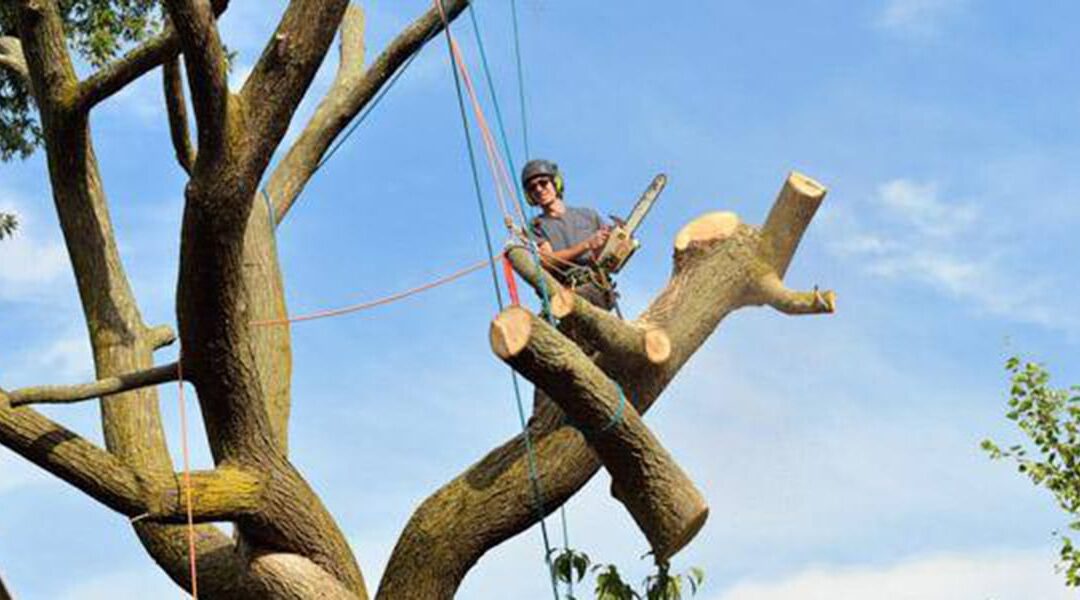Bad Tree Pruning Practices You Need To Avoid