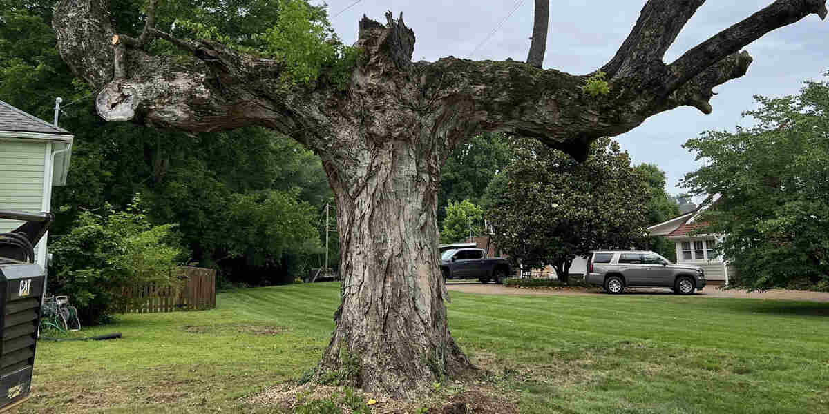 can a dead tree come back to life
