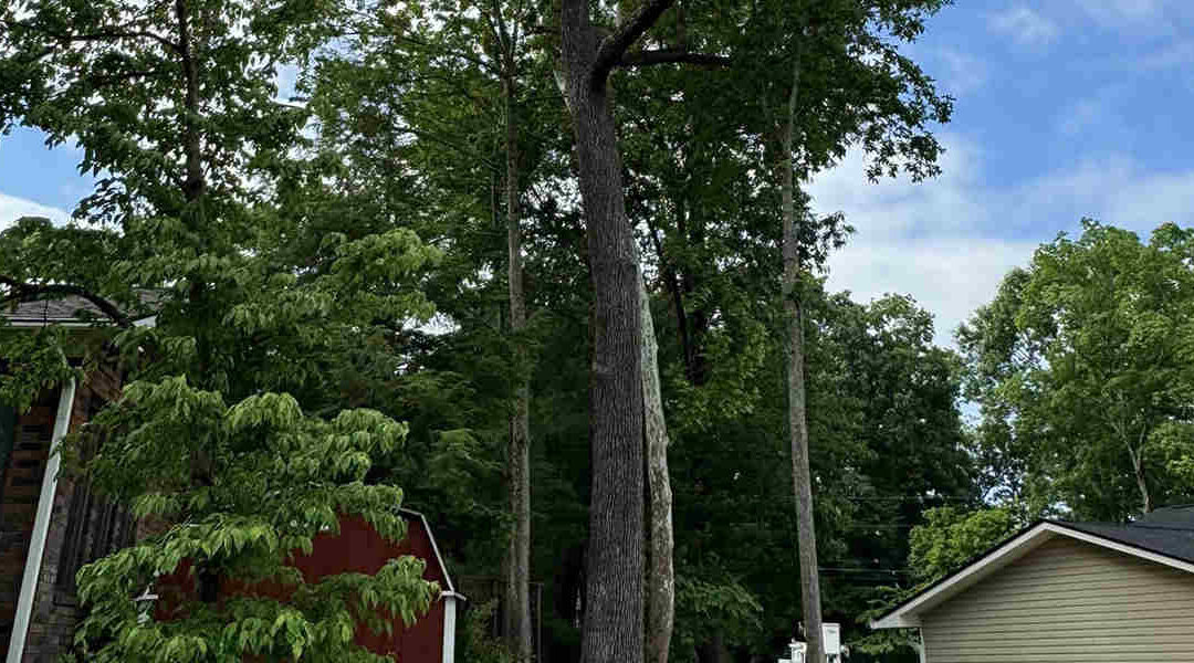 Can I Cut Tree Branches Overhanging My Property in Gatlinburg, TN?