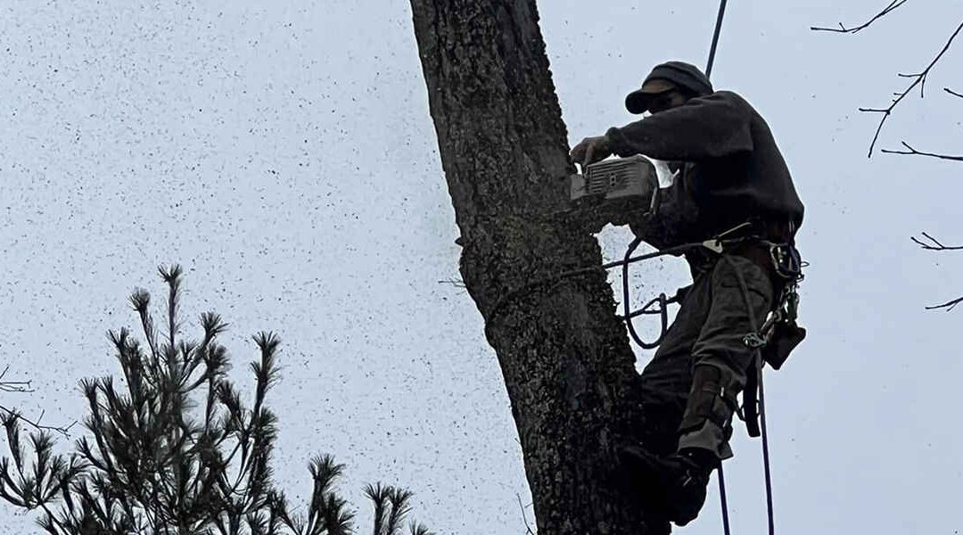 Can Removing a Tree Cause Foundation Problems in Oak Ridge, TN?