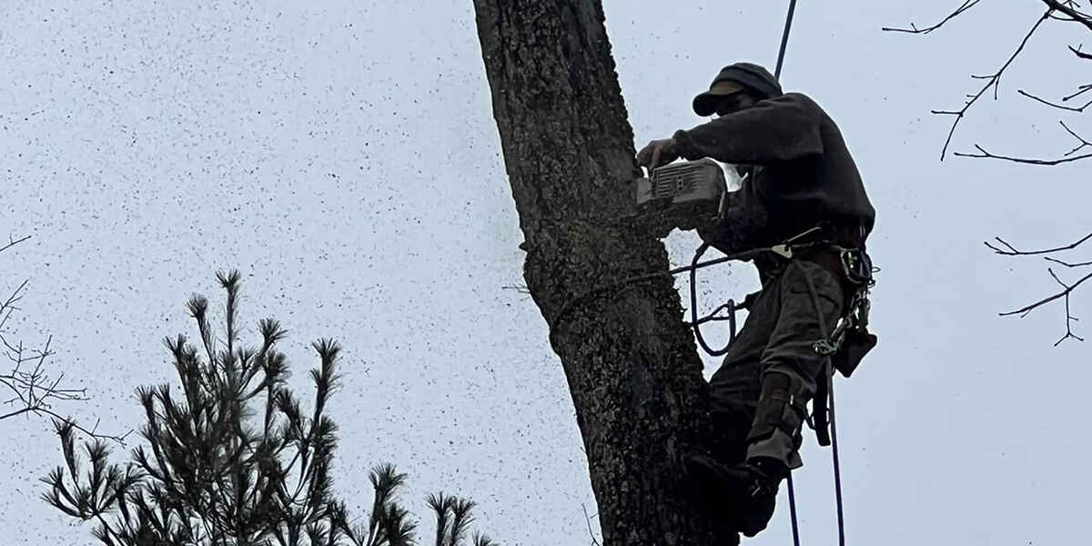 can removing a tree cause foundation problems
