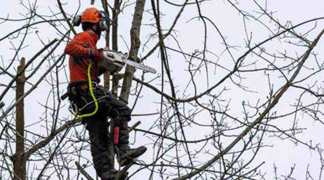 Can You Kill an Apple Tree by Over Pruning?