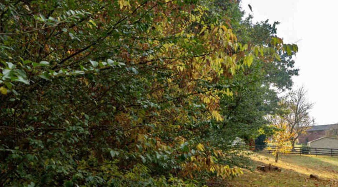 How to Deal with Chlorosis in Trees in Knoxville, TN