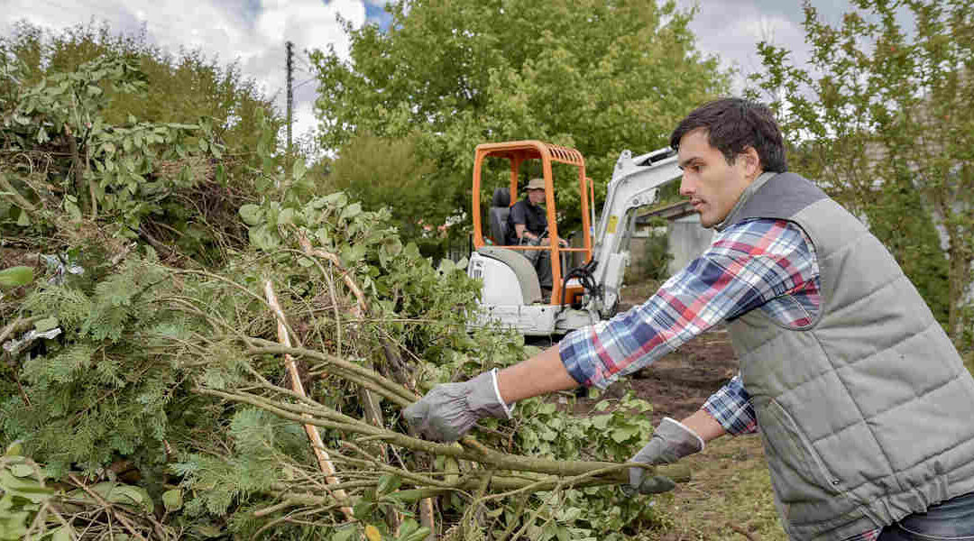 5 Factors That Affect the Cost of Tree Removal