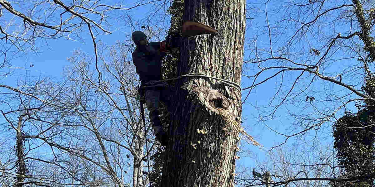 holes in trees