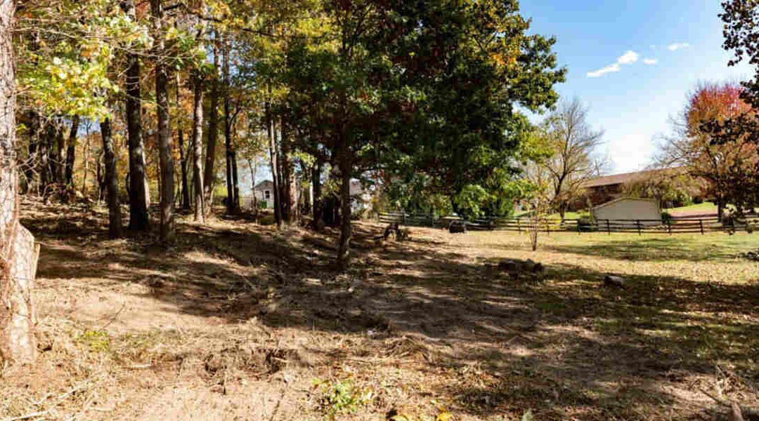 Top Signs That Your Tree Might Be Diseased in Dandridge, TN