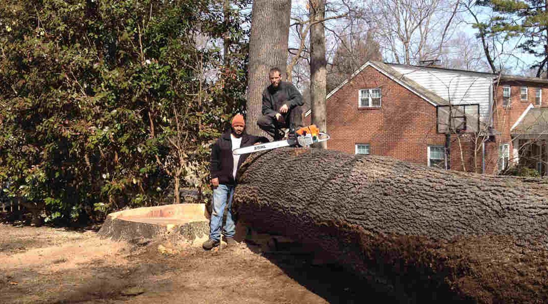 How Long Does It Take for Tree Roots To Decompose in Sevierville, TN?