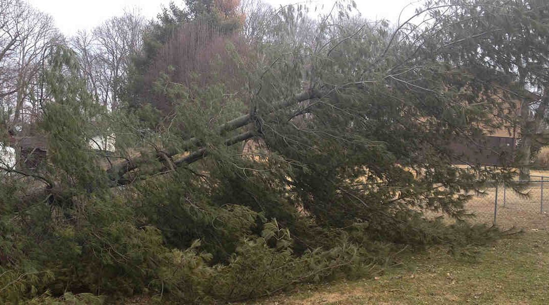How Much Wind Can a Tree Withstand in Knoxville, TN?