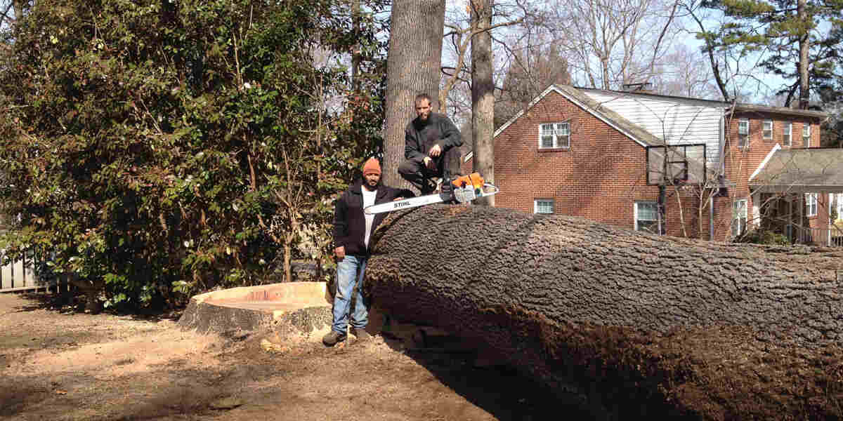 how to cut down a tree near a house