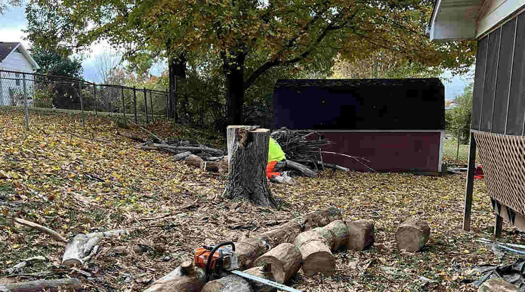 How To Get Rid of Tree Roots Under Your House