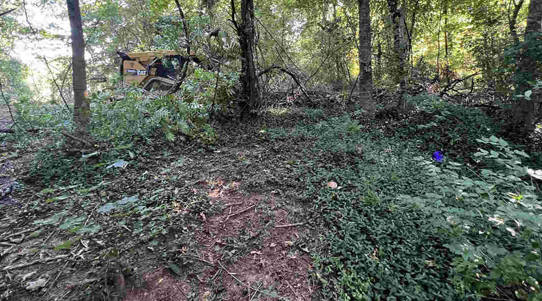 The Most Common Invasive Species of Trees in Tennessee