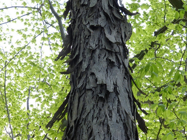 Tree Care in Lenoir City, TN