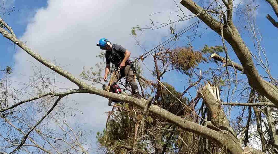 Why Lion Tailing Trees Is a Bad Practice