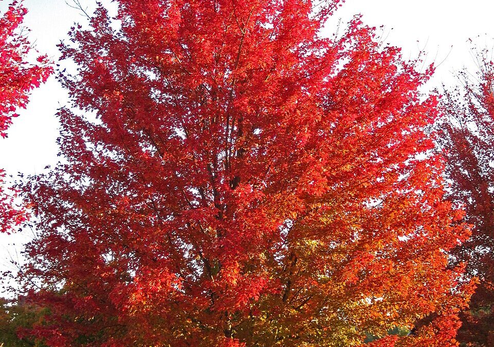 Tree Care in Maryville, TN