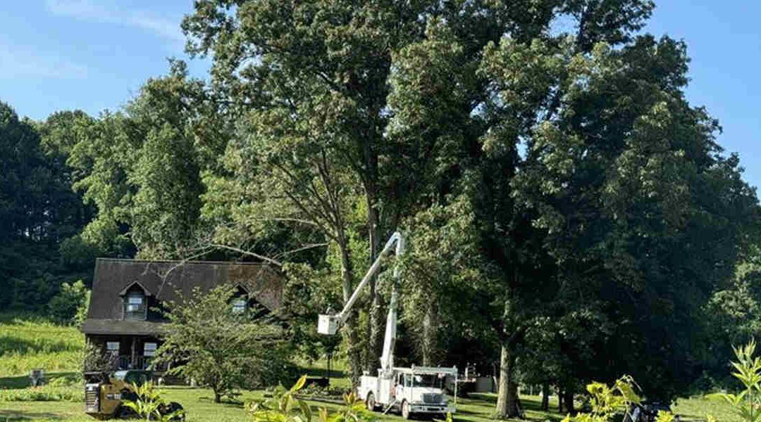 How To Prevent Nutrient Deficiency in Trees Through Fertilization