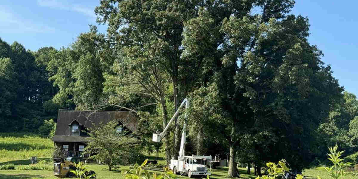 nutrient deficiency in trees