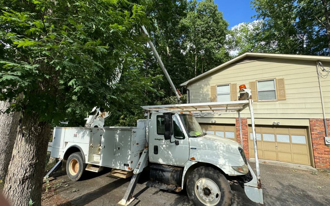 Tree Trimming in Knoxville, TN | Powerline Cleanup