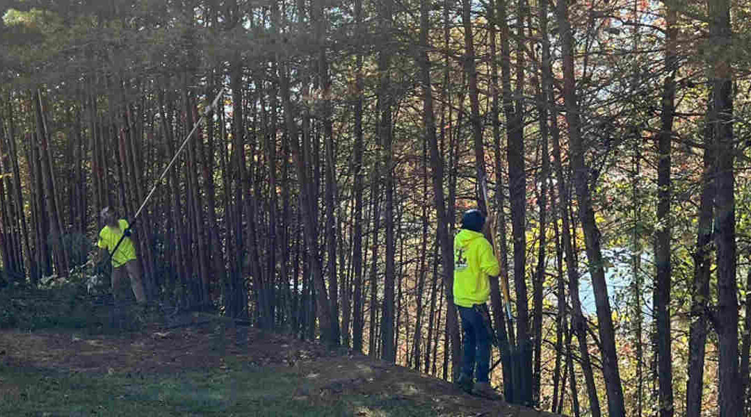 Pruning vs. Trimming Your Trees in Oak Ridge, TN: What’s the Difference?