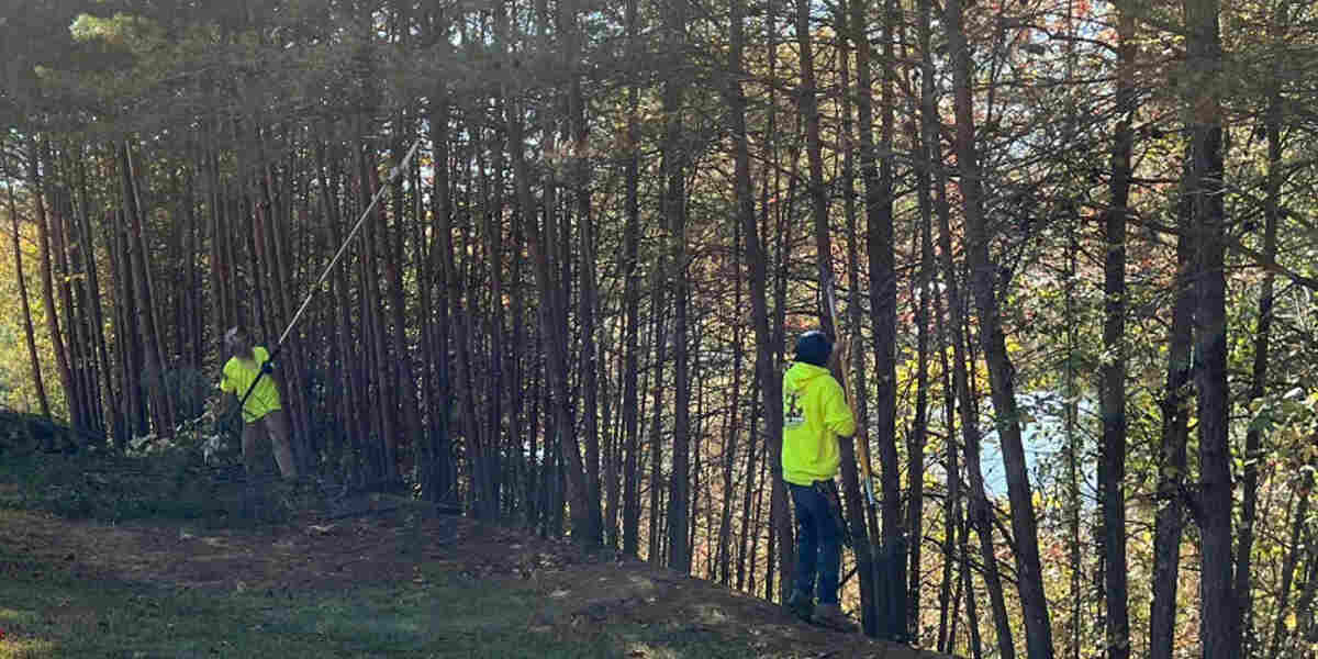pruning vs trimming
