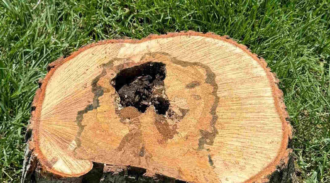 Should You Remove a Rotting Tree Stump in Pigeon Forge, TN?