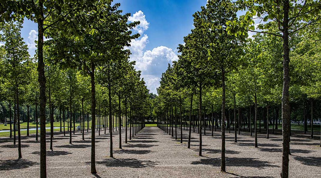 3 Reasons Why Proper Tree Spacing Matters in Jefferson City, TN